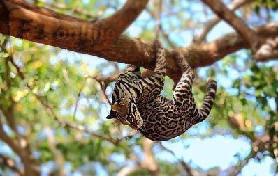 some lesser known small cat species