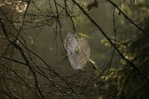 swedishlandscapes:The morning dew made hundreds of spiderwebs visible.
