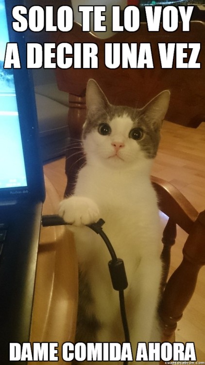 zantonioz:  Los gatos no bromean con la comida http://ift.tt/1J24u0i