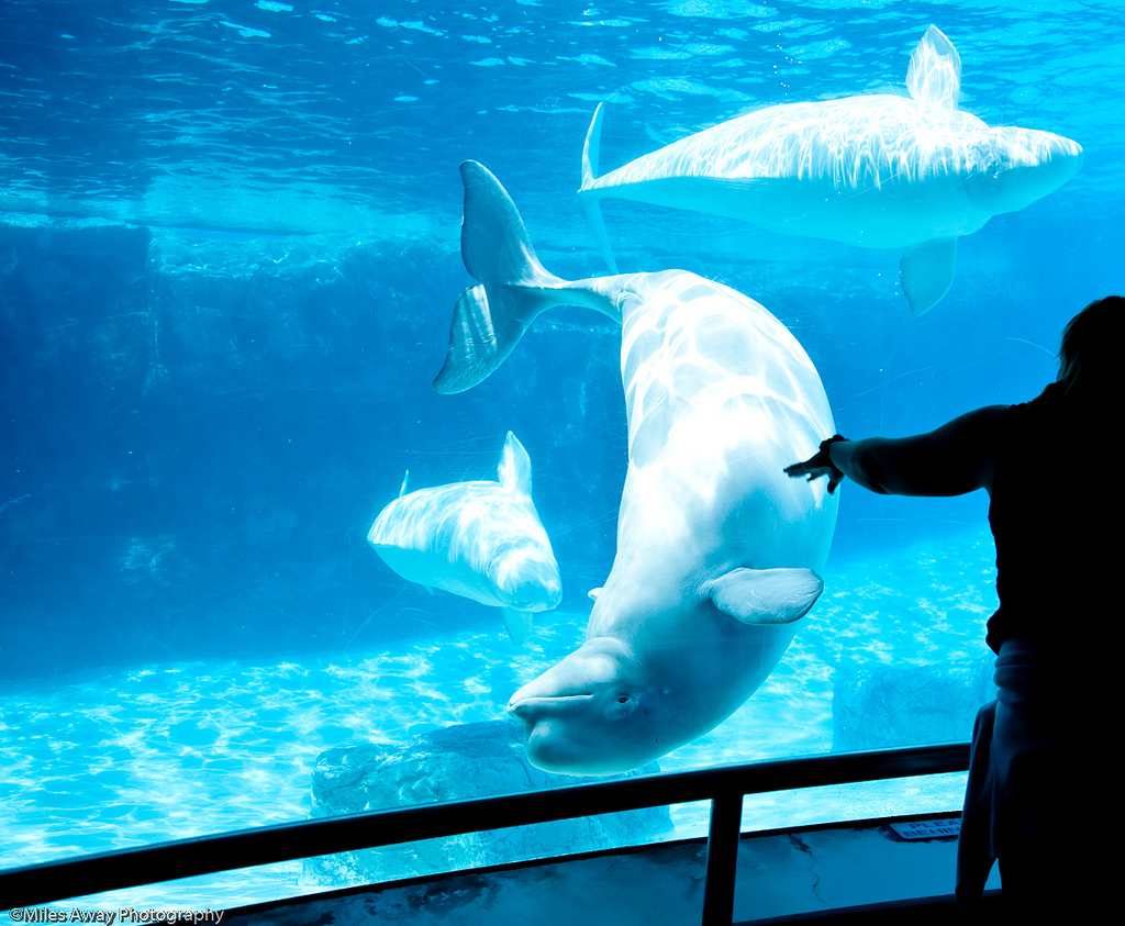 Gia, a beluga whale at Marineland has died