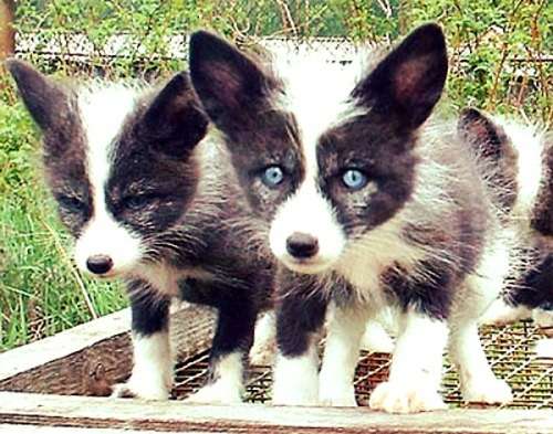 Domesticated Fox Pups - Http://www.domesticfox.com/#!experiment