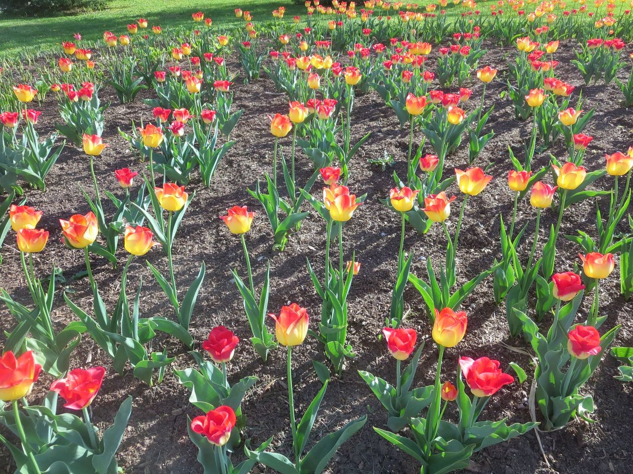 #tulips#flowers#spring#my photos