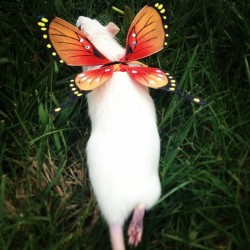 kris10pauley:  Fiora the Rat Fairy 