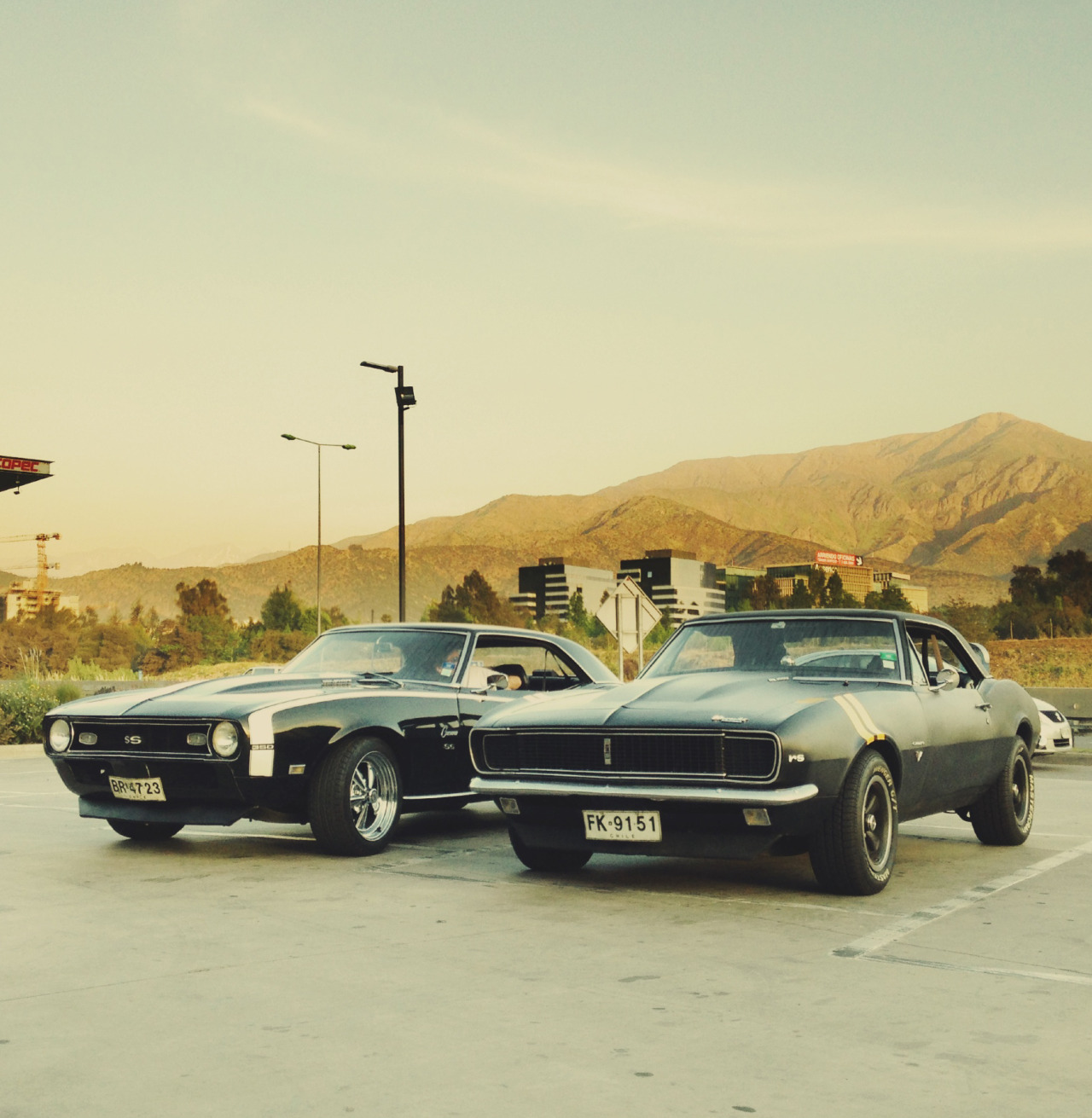 mycamaro67:  Take a walk on the wild side.