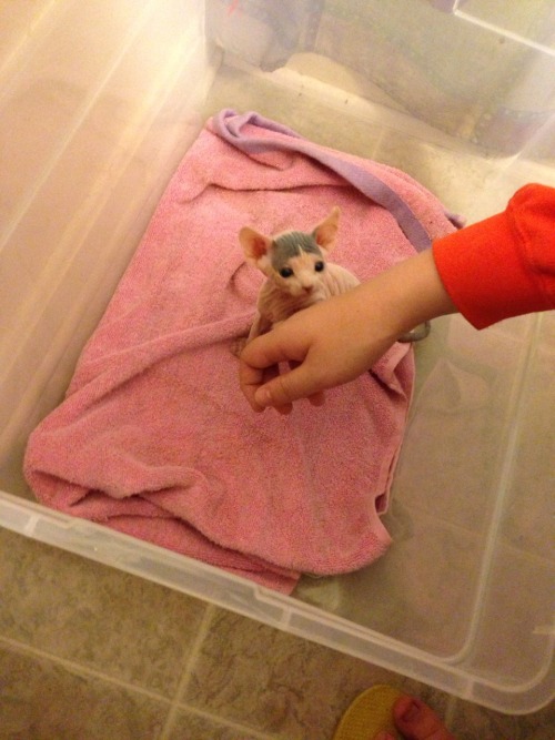 abiatoalo:catsrfly:Our kitten, Kira! She’s four weeks old and we just put down her deposit!!I 