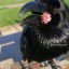 evthecrow