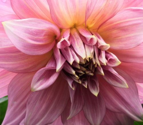 Dahlia