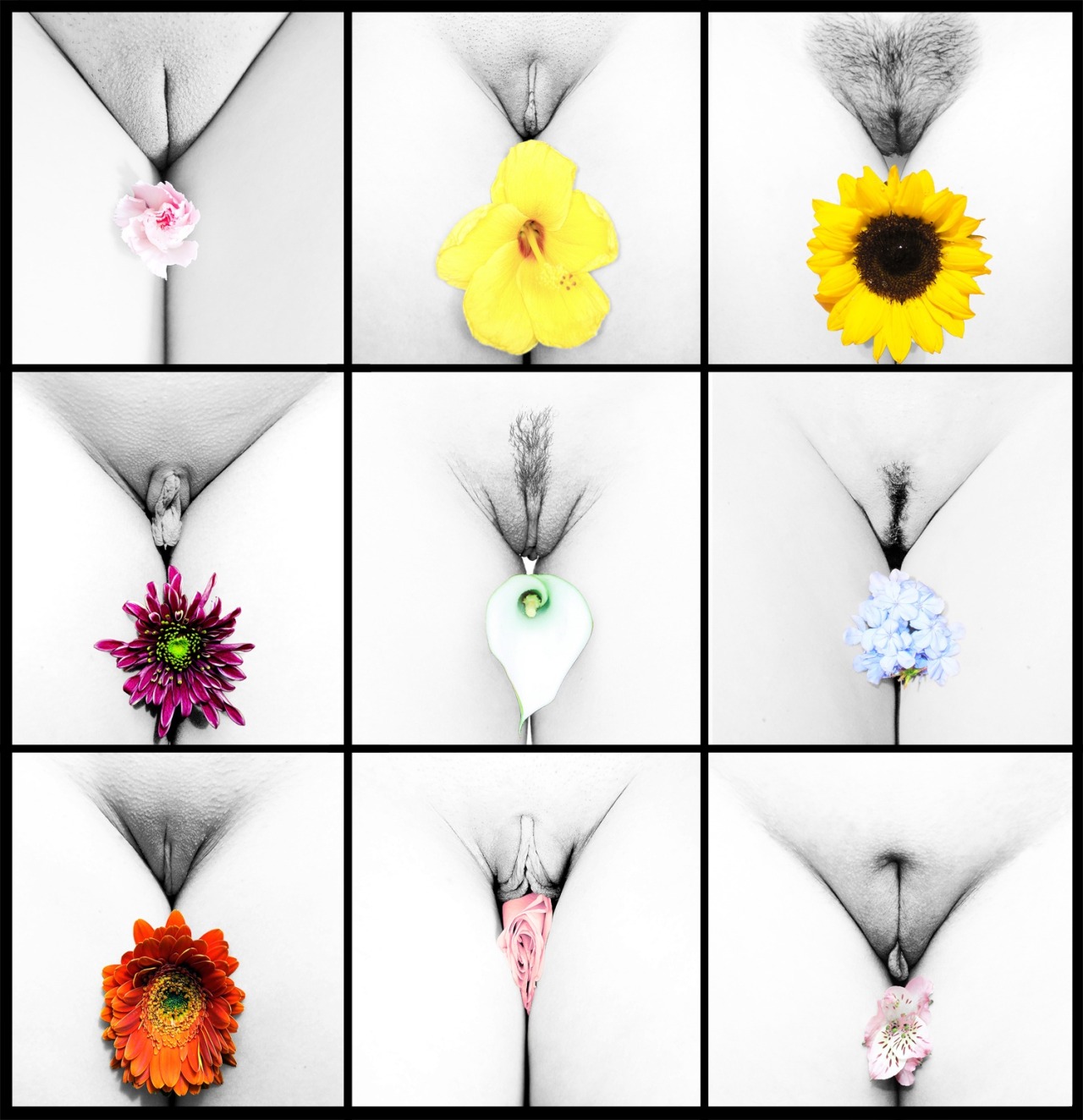 j-fphoto:  Photo grid of a select few of flower I have photographed for future publication. 
