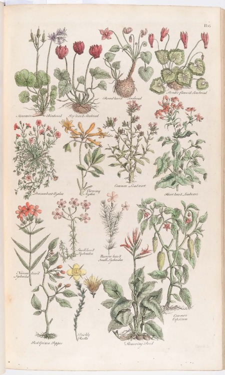 From: Hill, John, 1714?-1775. The British herbal : an history of plants and trees, natives of Britai