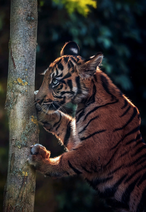 johnnybravo20: Sumatran Tiger (by Ondřej Chvátal)