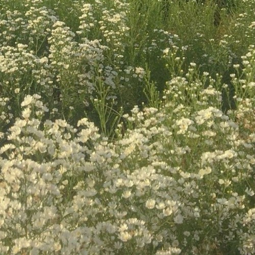 sunlit-flower-field - Carrie
