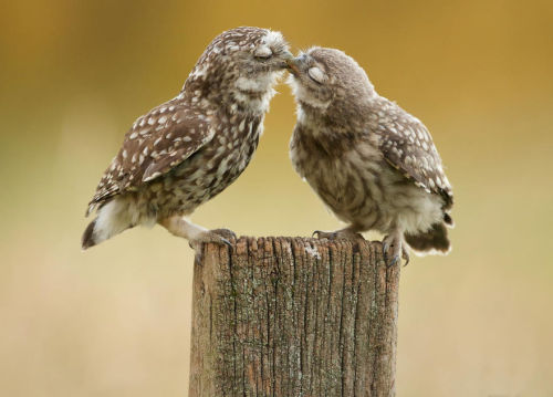 iopele:awesome-picz:Kissing Animals Prove That Kisses Aren’t Just For People.awwwwww, smooches!!!