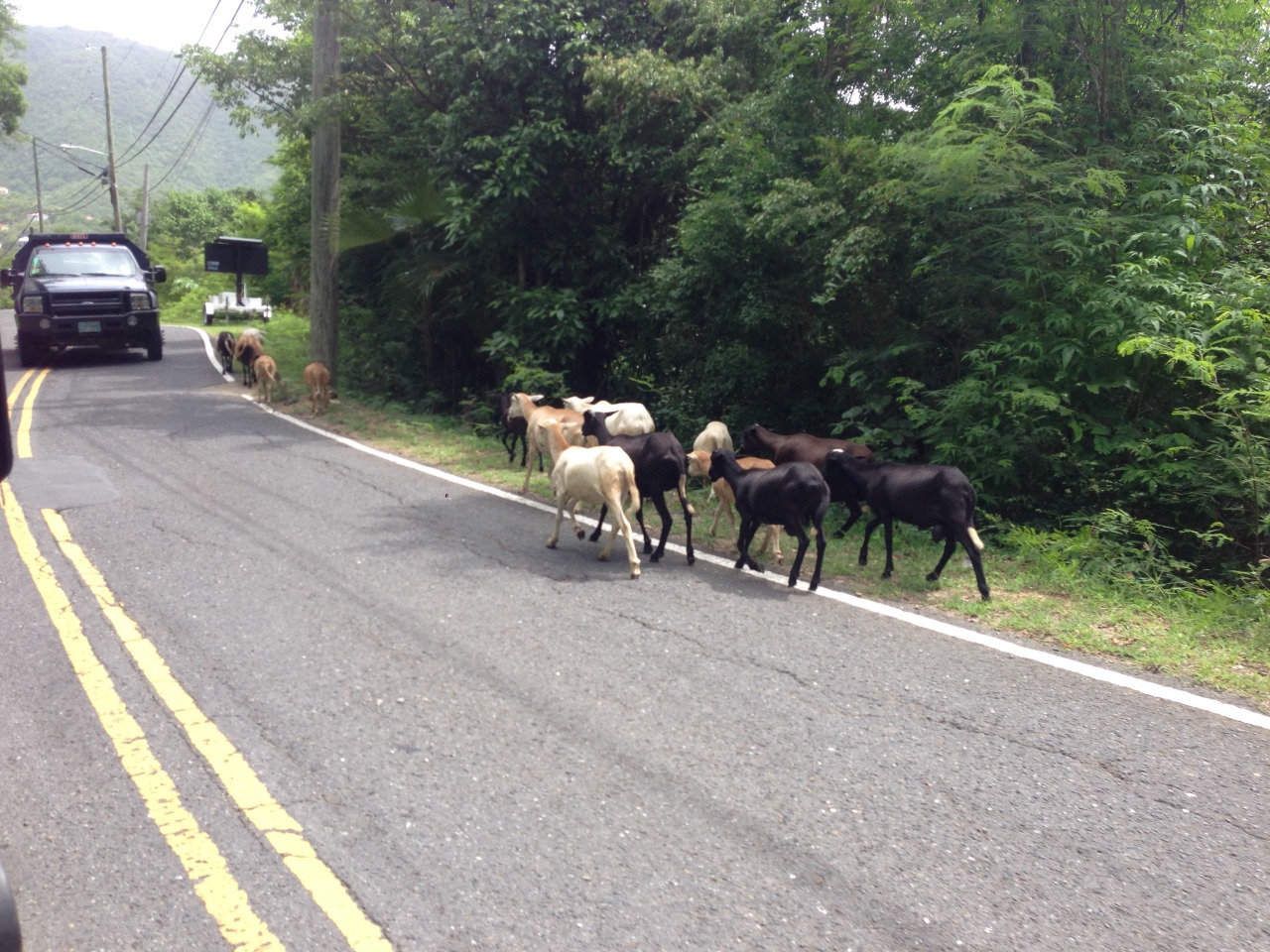 Road Goats
St. John, USVI
7/1/13