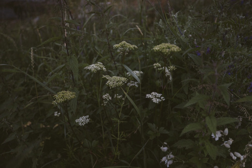 stephaniedolen:summer night, lusterfjord, norway