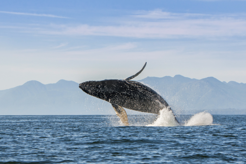 moonelk:Jumping Humpback Whale (Vancouver Island, Canada) by Stefan Cruysberghs.