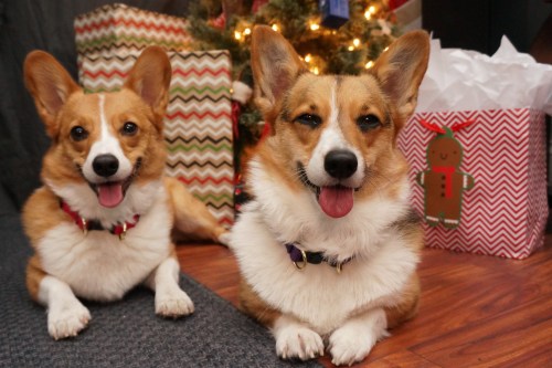 When I asked Einstein and River to get into the Christmas spirit, they just laughed in my face!! It’