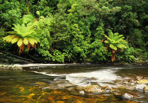 oceaniatropics: Tarkine river, Tasmania, Australia