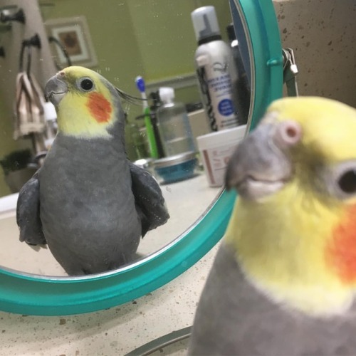 Someone loves mirrors! #lookingood #scarlett #cockatielsofinstagram  www.instagram.com/p/Bst