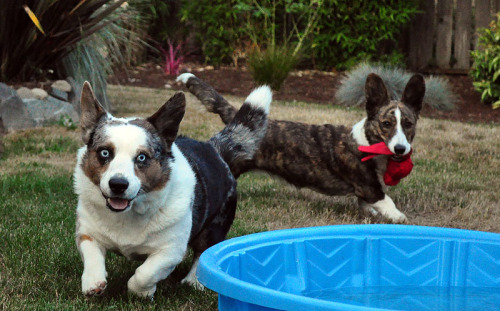 simonsaysbark:  Last of the dead lawn and the happy dogs… 