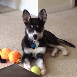 Miko! #sistersdog #husky #puppy #lovehim #cute #dog #brotherinlaw #toys