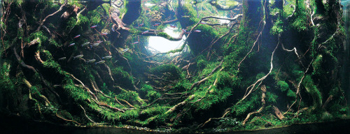 beautymagnified: itscolossal: Awesome Aquariums: Winners of the 2015 International Aquatic Plants La