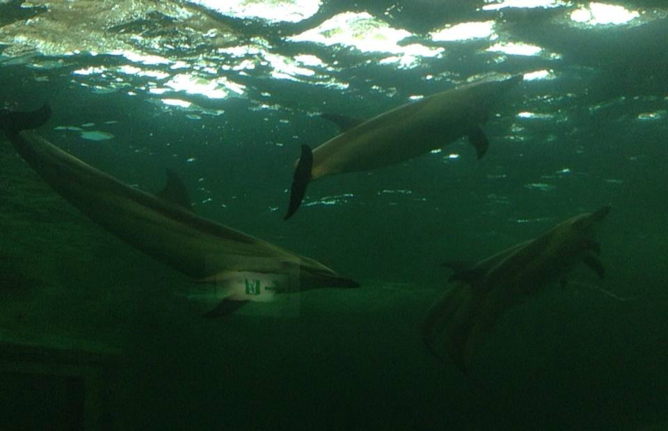 adviceforvegans:  Above: A pair of dolphins named Sad and Lonely were kept in an