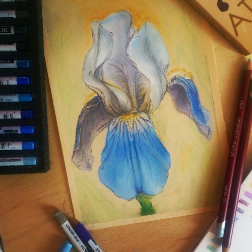 Iris in pastel