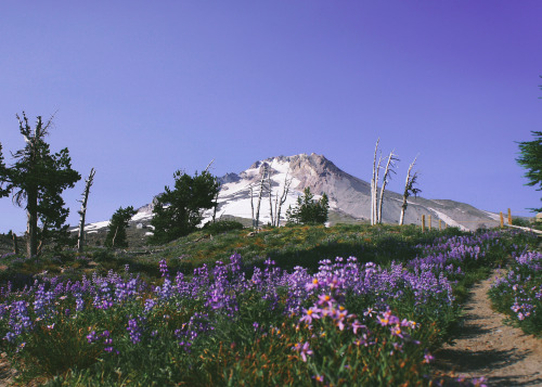 expressions-of-nature:  by Keith Carey Mt. Hood, Oregon 