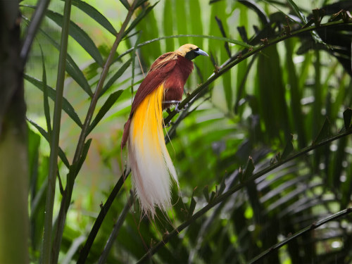 Lesser bird-of-paradise (Paradisaea minor)
