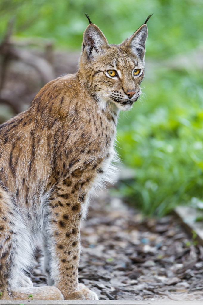  Sitting and posing lynx (by Tambako the Jaguar) 