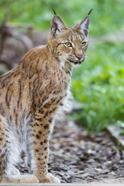  Sitting And Posing Lynx (By Tambako The Jaguar) 