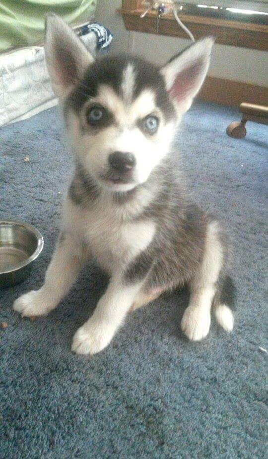 mkayynicole:  My handsome husky, Archer! :) 