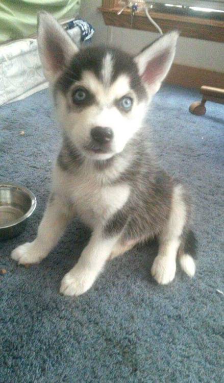 mkayynicole:  My handsome husky, Archer! :) 