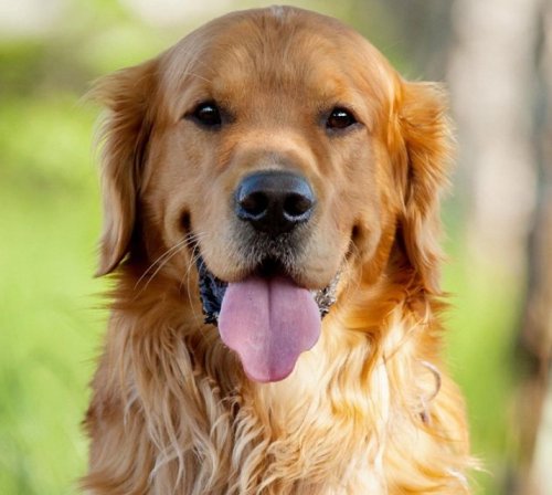 Golden Retriever Dog