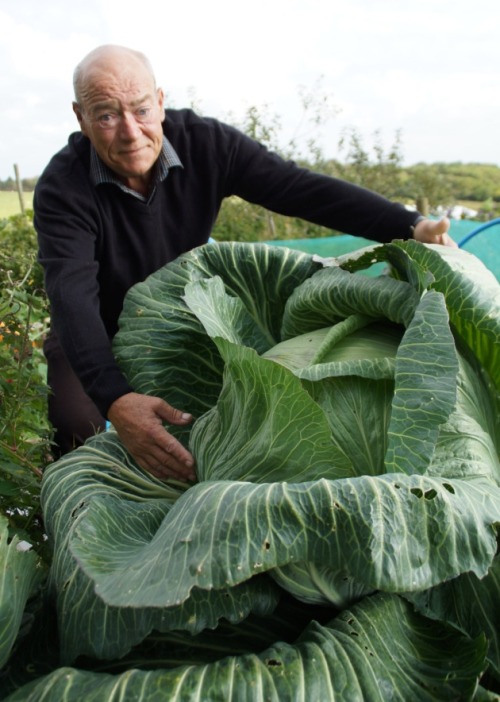 frankcolumbo:Big Cabbages