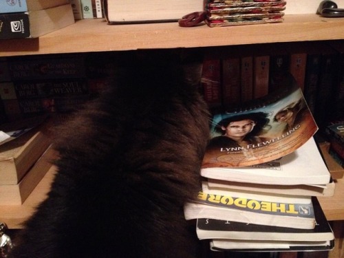 Typical example of what happens when I open my book cabinet. Harry seems convinced there are secrets