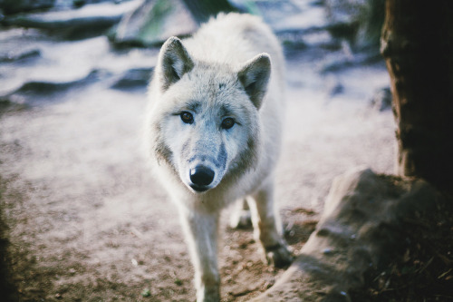 brutalgeneration:  (by marrøw+) 