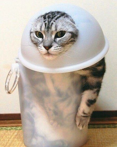 On Cats