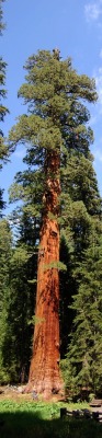 cityhopper2:  Giant Tree, Sequoia National Park, California, August 2009,  USAphotography by cityhopper2