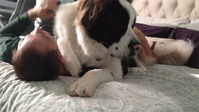 onlylolgifs:  Huge Saint Bernard dog being adult photos