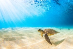 s-m0key: Hawaiian Green Sea Turtle cruising