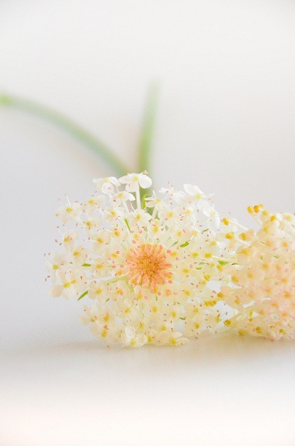 FLOWER POWER