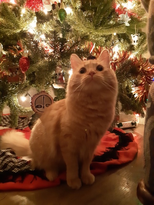 tsuncoon: Decorated the tree. Also my adorable boy Fisher under the tree!