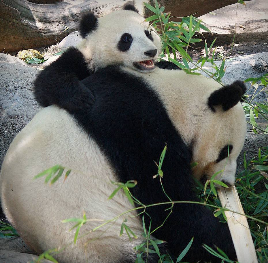 giantpandaphotos:  Xiao Liwu with his mother Bai Yun at the San Diego Zoo in California,