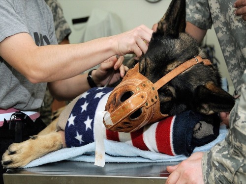 lil-pistol-bang-bang:  southernsideofme:  All Service Dogs Go To Heaven 🇺🇸  😭💚  Yep 👍🏾 