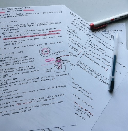 October 8, 2018 My notes on the cardiovascular system! Now I have to do chem and I am NOT excited.