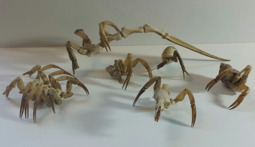 The army of creepy rogue insect taxidermy hybrid creature sculptures I have been making is growing! 