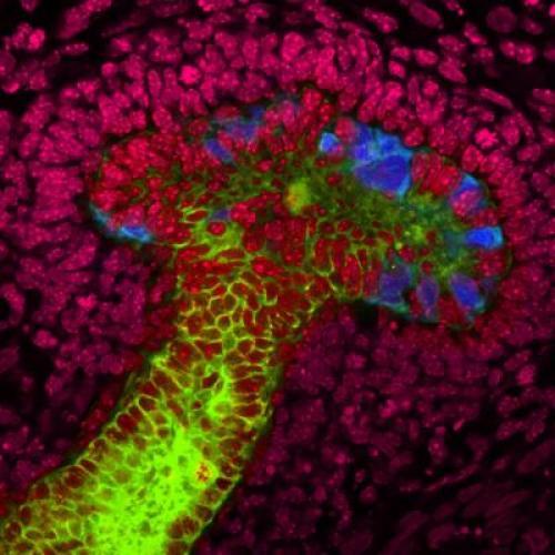 currentsinbiology:  ‘Mini-Kidney’ Structures Generated from Human Stem Cells for First Time For the first time, Salk scientists have grown human stem cells into early-stage ureteric buds, kidney structures responsible for reabsorbing water