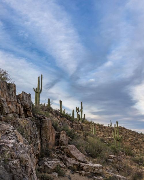 A little bit “off trail” . . . . #saguaronationalpark #nationalpark #findyourpark #hiking #hikearizo