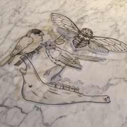 inkbrambles:  Today’s doodles, drawn at Black Oak from taxidermy + specimens. 